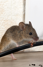 rodents-hoarding-cause-fires