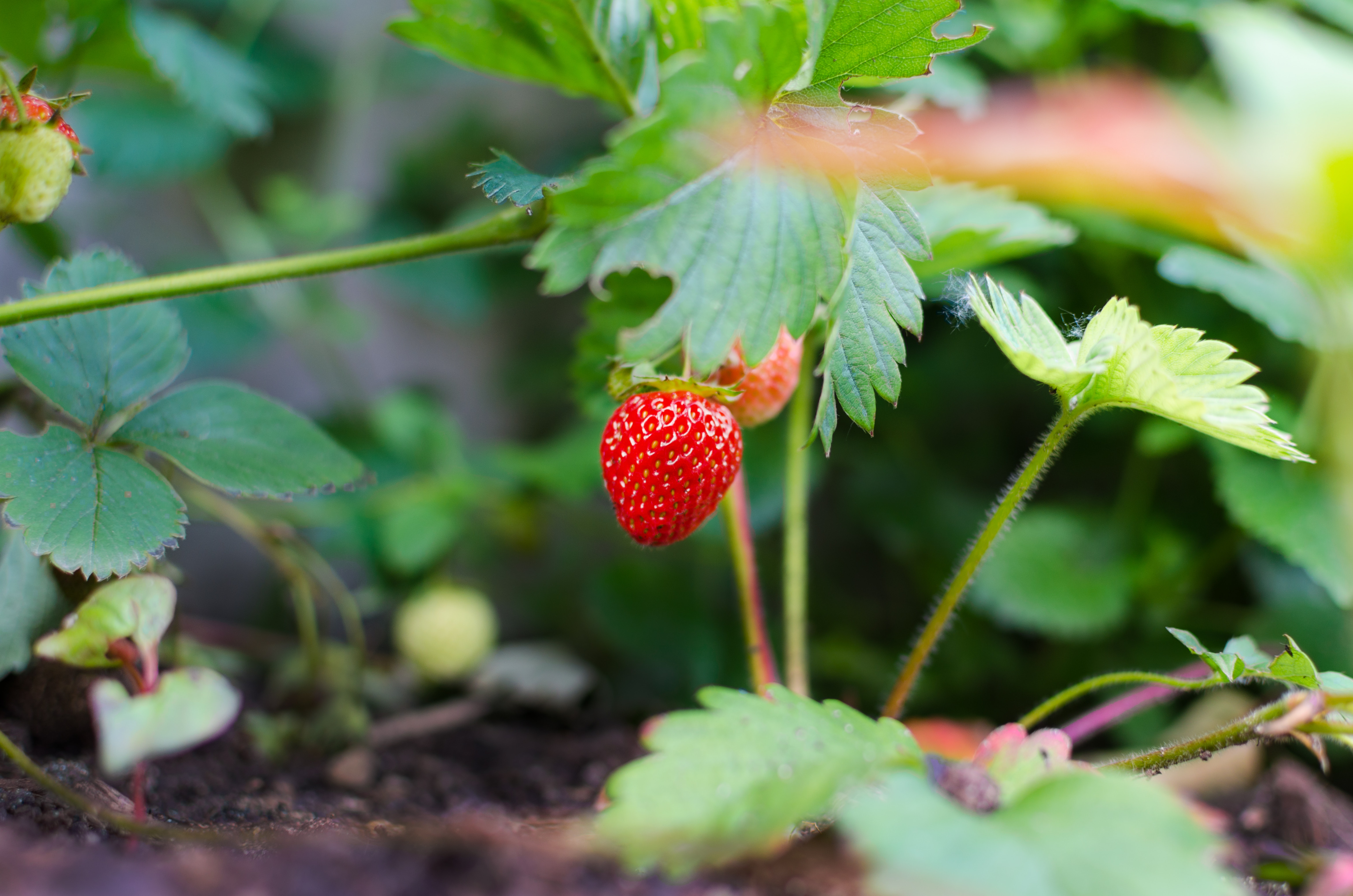 Herb and Berry Gardens!