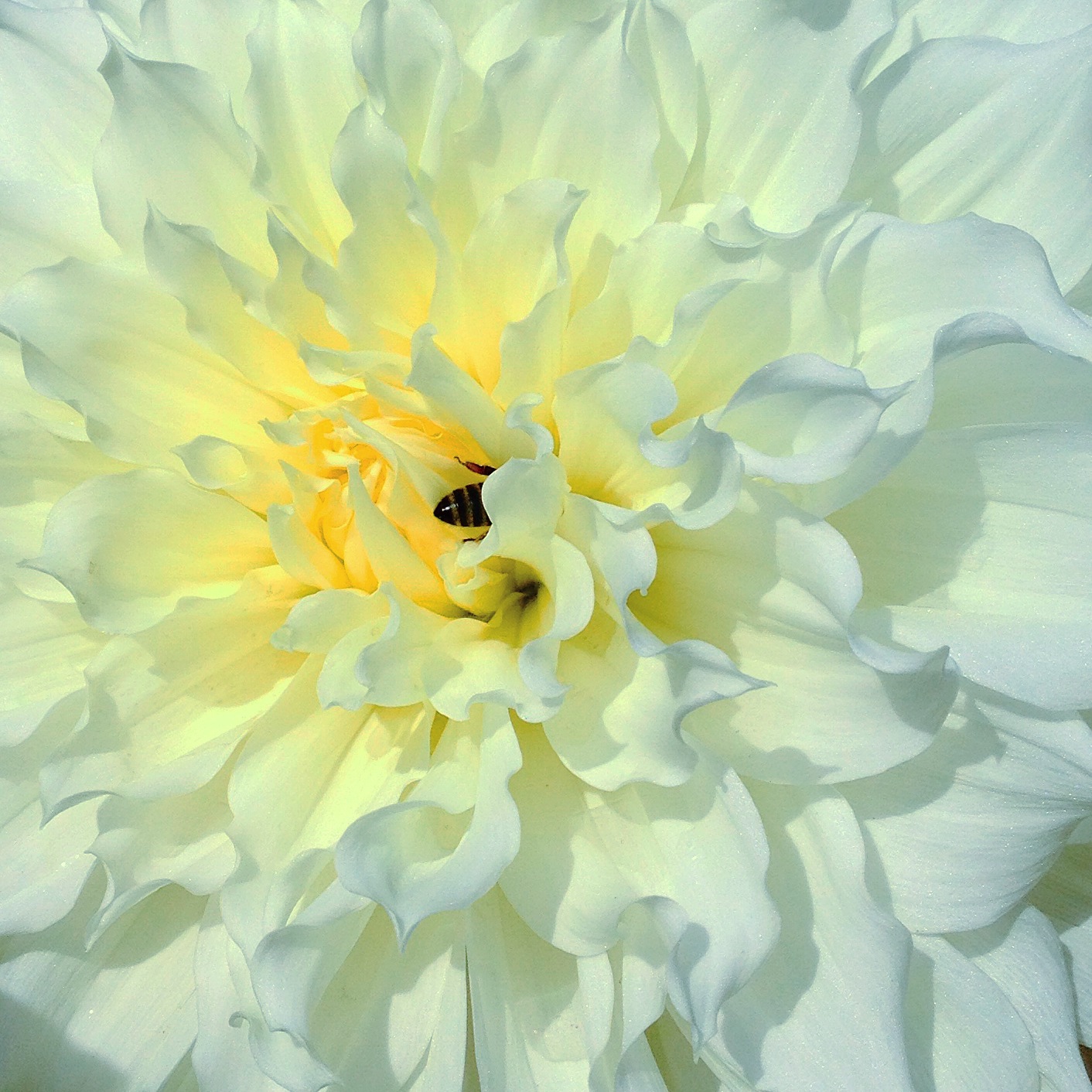 All For The Bees KBGB