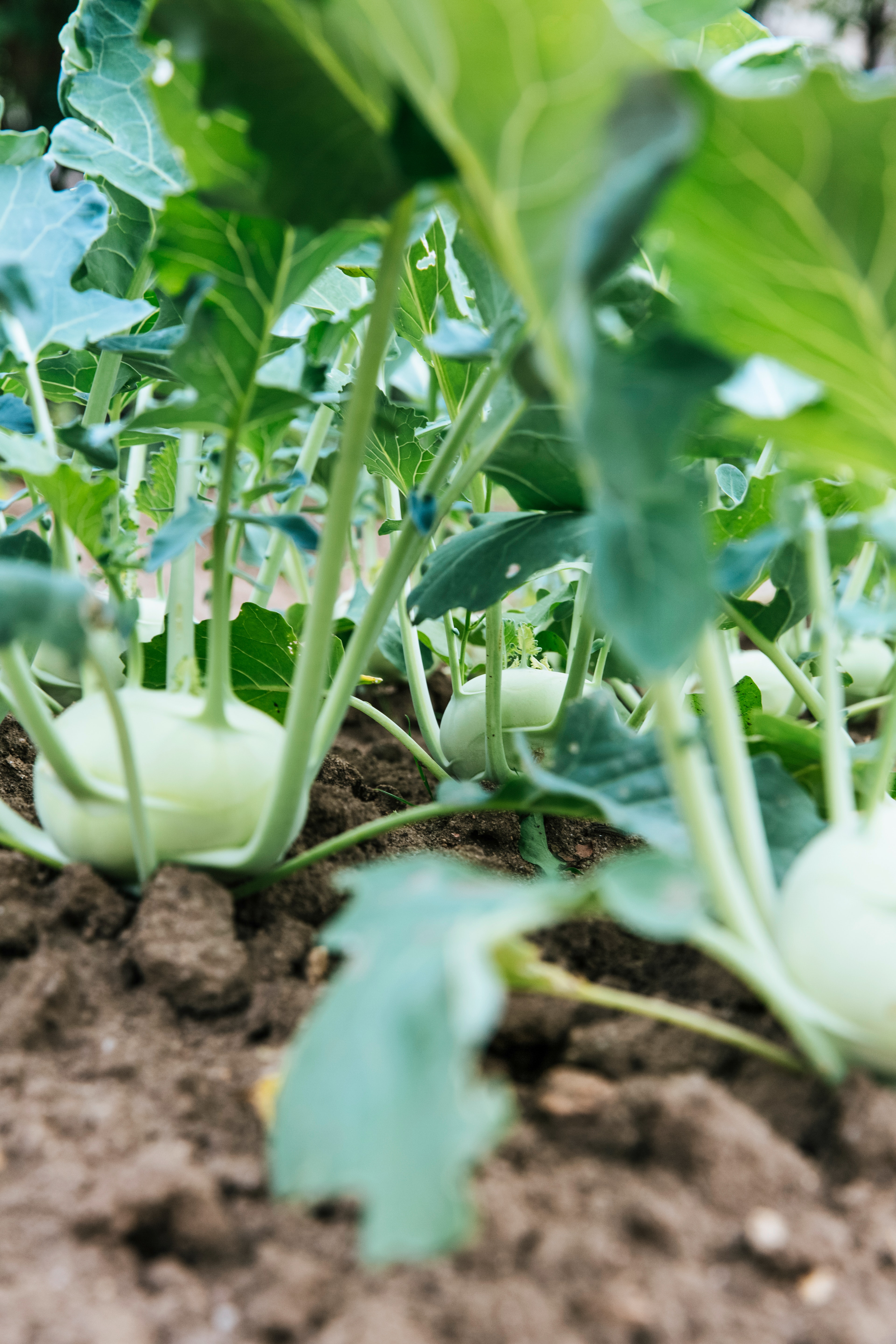 Vegetable Gardens!