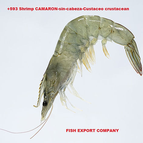 +593 Shrimp Camarón Crustáceo Crustacean Ingredientes: Camarón, metabisulfito de sodio (E 223) usado como conservante. Contie