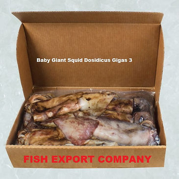 Baby Giant Squid Calamar Dosidicus Gigas Size: I00-300 / 300-500 500-1000 / 1000-1500 grs. Packing: IpF/ Block 10 kg. Bulk 1