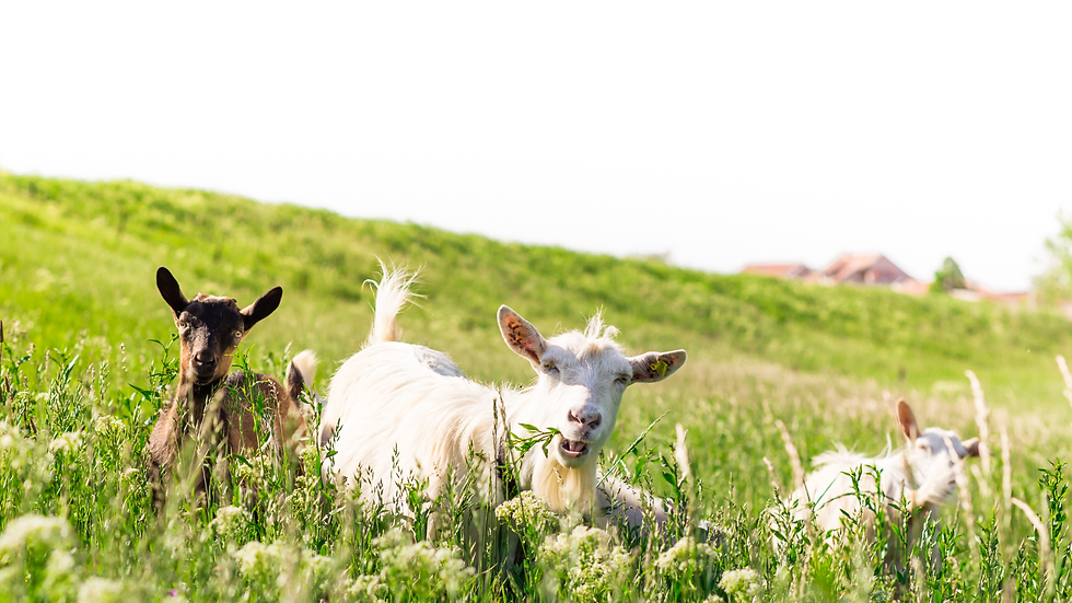 Nashville Goat Yoga