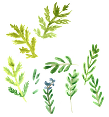 yomogi-rosemary.png