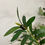Thumbnail: 60" olive tree