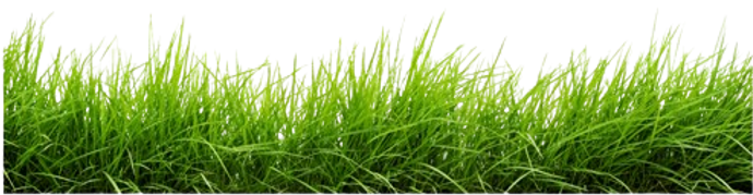 line-of-grass-png-image-grass-png-images-hd-11562959479lfsvvikjyg-removebg-preview.png