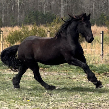 Muscular black Friesian-Percheron horse running