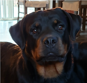 Rottweiler swimming