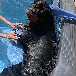 Rottweiler swimming
