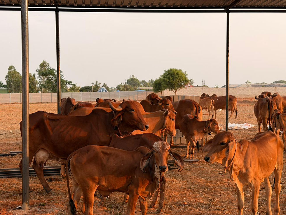 Eye-level view of a Gir cow grazing in a clean, green farm field