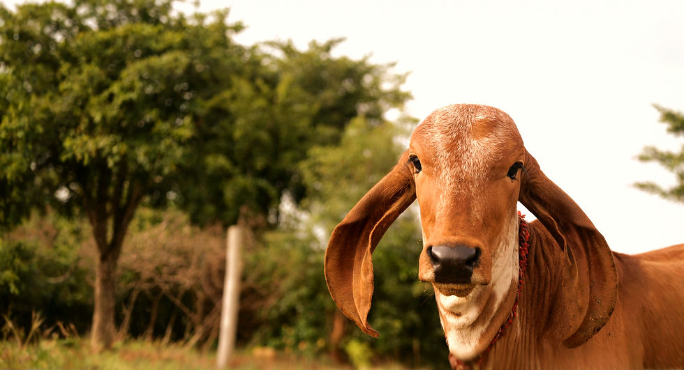 Gir Calf in Aharay Goshala Bengaluru