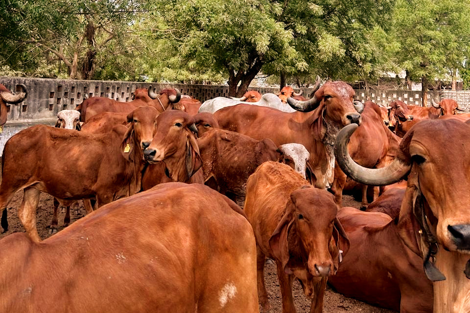 Gir Cows in Aharay Goshala