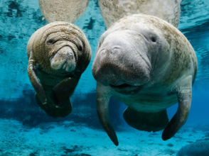 Manatee Appreciation Day