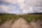 A couple walking on a rural farm road in Cape Town.