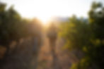 wine makers carrying crates through a Cape Town vineyard at sunset.