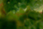 Dew drops on green leaves for food photography cape town