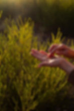 Hands examining fynbos for food photography cape town