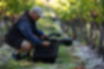 Expert food photography cape town showing vineyard grape harvest.