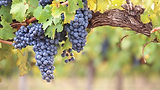 Vine with Branches