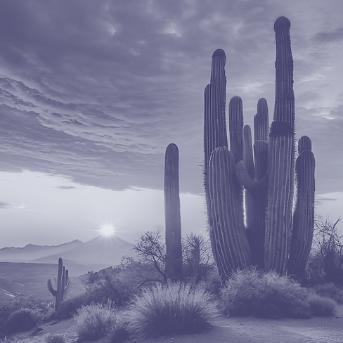 cactus sunset.PNG