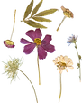 pressed-flower-png-1.png
