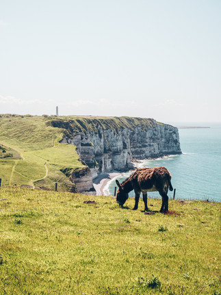 Ane sur les falaises d'Etretat