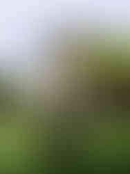 Eglise San Francisco a Antigua Guatemala