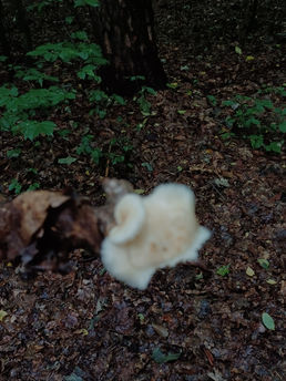 rezerwat Bór (74).jpg