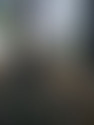 Park w Tyczynie - wśród pomników przyrody