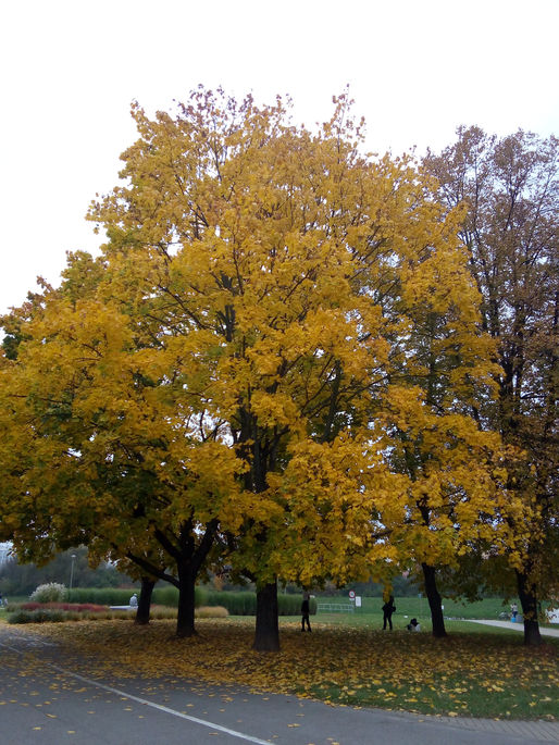 Rzeszów - moje miejsce na ziemi CZ.2 Olszynki