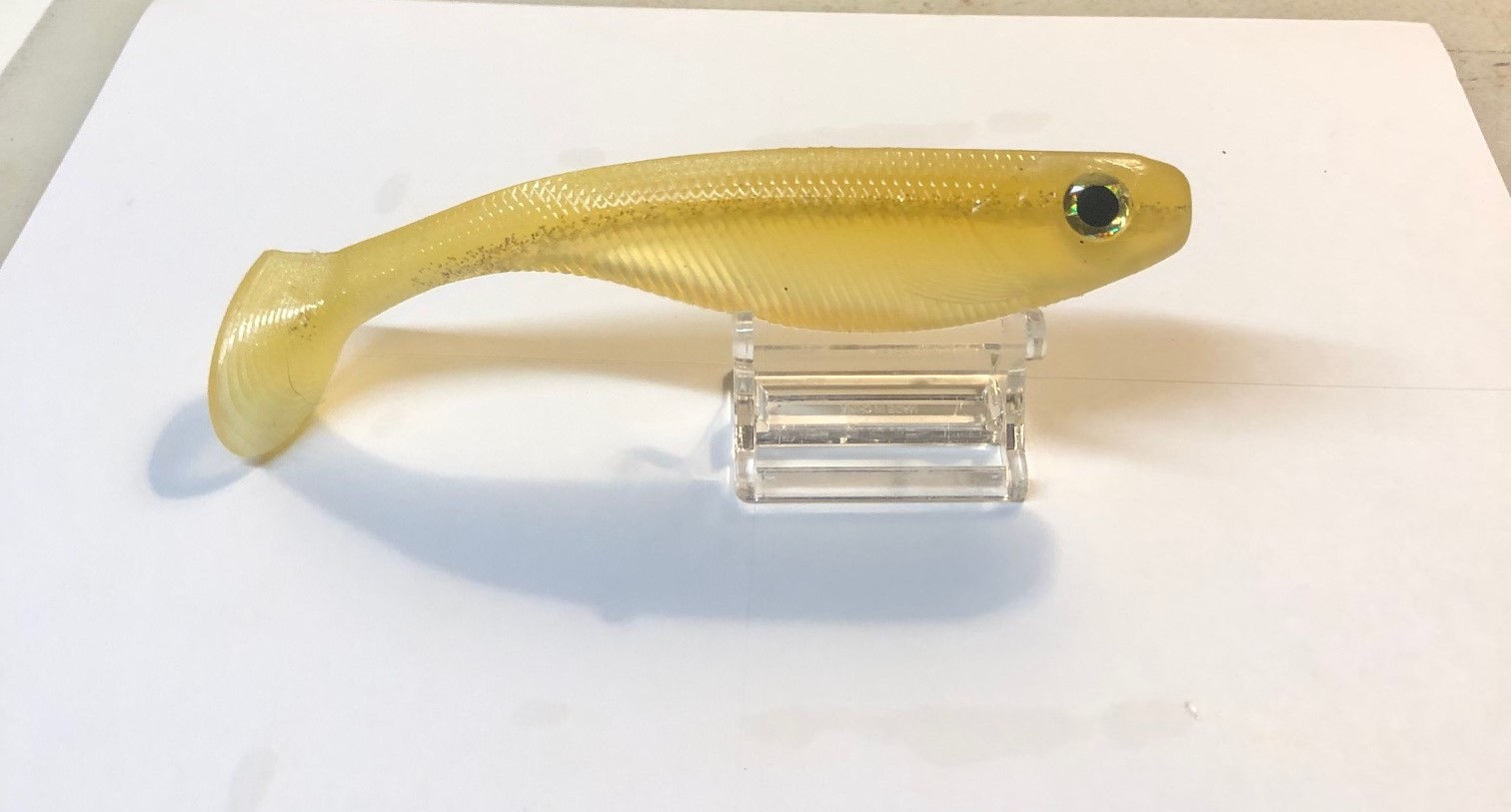 6 inch Golden shinner