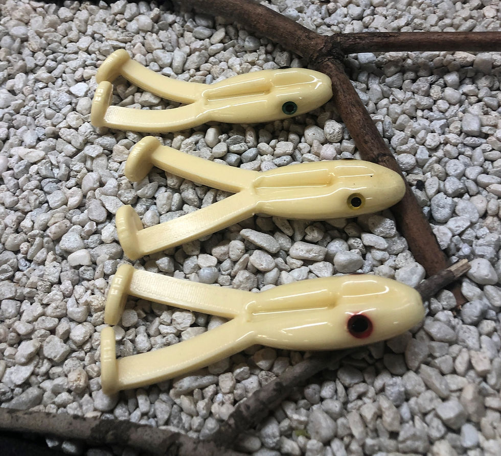 Thumbnail: Cream (White) Bull's Eyed Frog