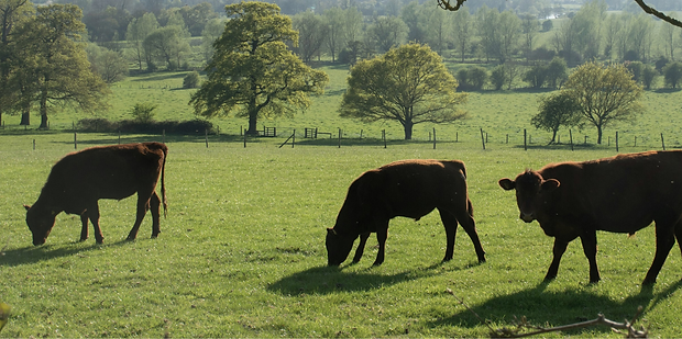 HALAL PÁGINA WEB IMAGEN 2.png