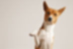 friendly-smart-basenji-dog-giving-his-paw-close-up-isolated-white.jpg