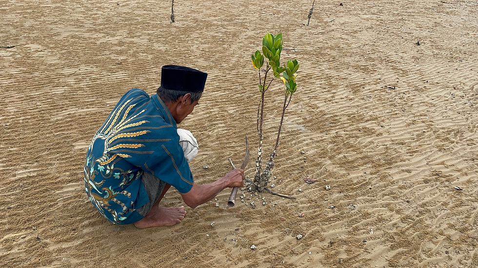 Community member tending a young mangrove on a muddy shoreline