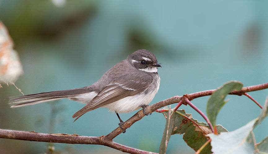 Adult Grey Fantail