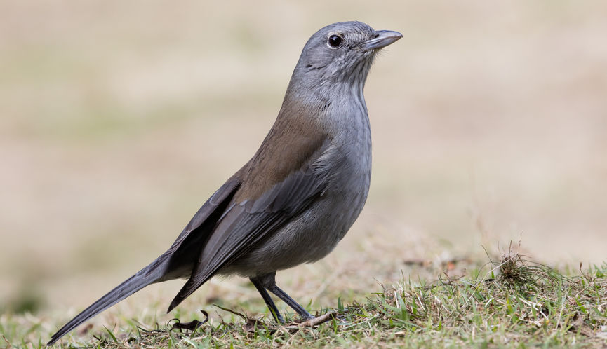 Adult female Grey Shrike-thrush showing narrow throat and breast stripes