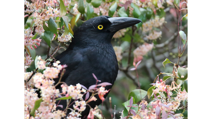 Pied Currawong