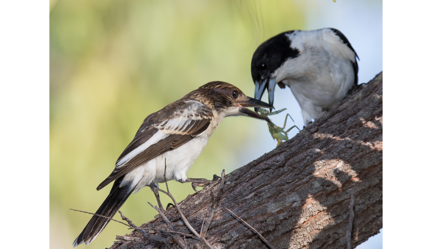Adult Grey Butcherbird feeding young