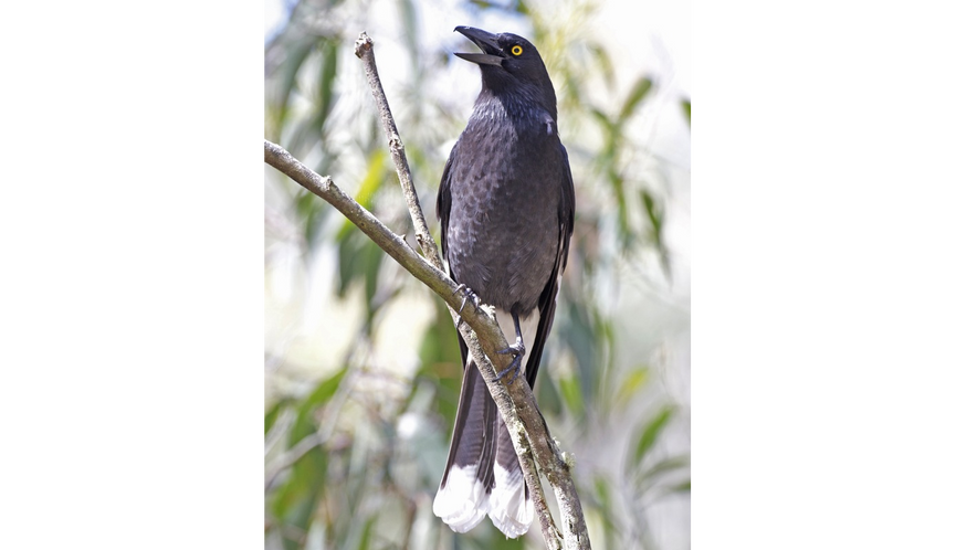 Pied Currawong