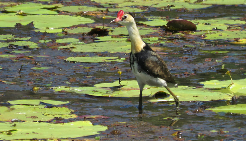 An older Immature Comb-crested Jacana aquiring black breast band