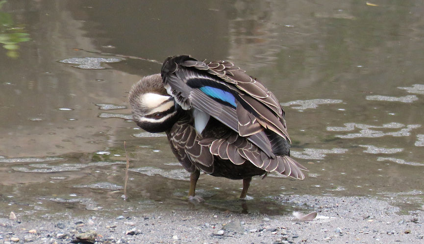 Pacific Black Duck - preening underside of wing