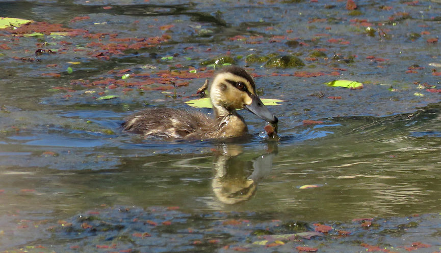 Pacific Black Duck - duckling foraging success