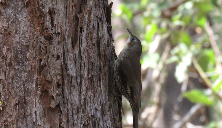 Adult female White-throated Treecreeper climbing