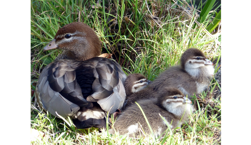 Female Australian Wood Duck and ducklings