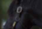 Wootton Bassett (Ifraaj) en Coolmore Irlanda.