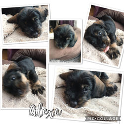 Alexa 5,5 Wochen