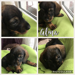 Alma 5,5 Wochen