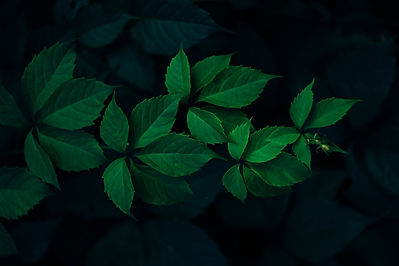 leaves.jpeg