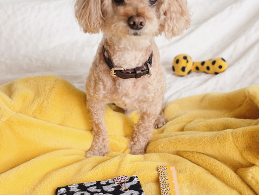 What GCSEs Do I Need for Vet School?